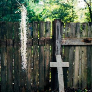 -DSC00128_MOSSVILLE_A7R2_CARD2_PHOTO_NOV7_HAKI_PROPERTY_0031_MOSSVILLE_TREES